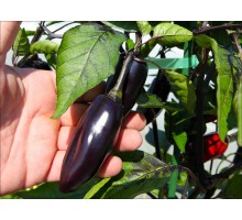 Big Black Jalapeno