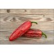 Jalapeno Ciclon