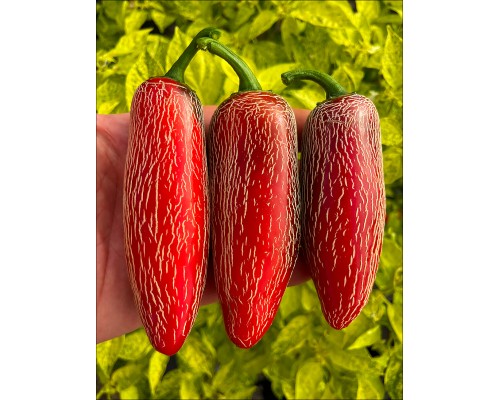 Jalapeno Ciclon