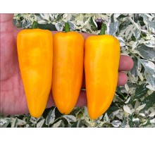 Jalapeno Libyca