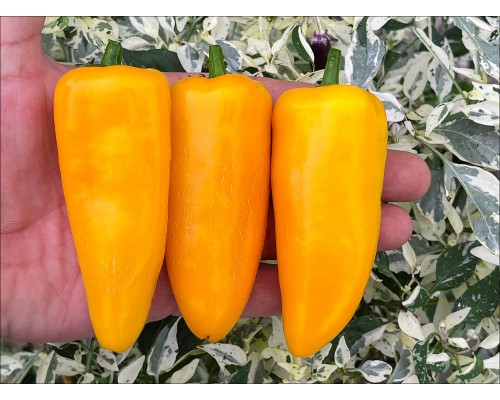 Jalapeno Libyca
