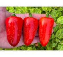 Jalapeno Big Pit