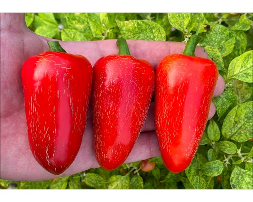 Jalapeno Big Pit