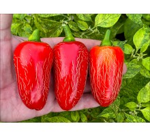 Jalapeno Cajohn's