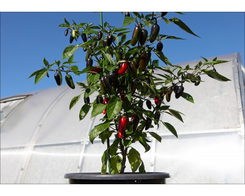 Jalapeno Black River