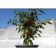 Jalapeno Black River