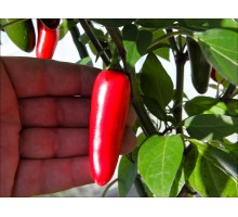 Jalapeno Black River