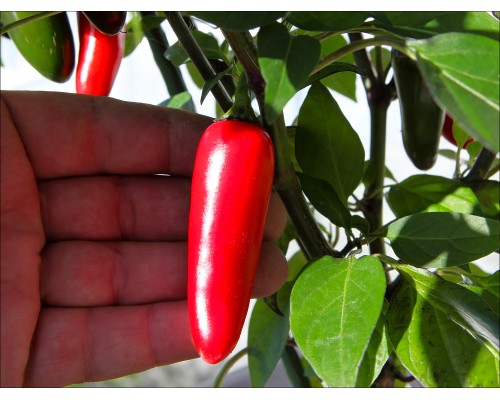 Jalapeno Black River