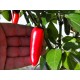 Jalapeno Black River