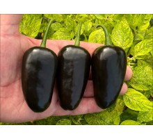 Jalapeno Black Bullet