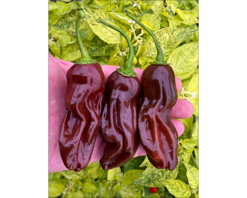 Dulce Marron