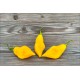 Santa Lucia Yellow Seasoning