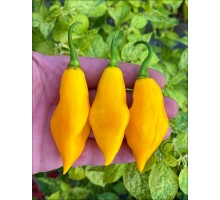 Santa Lucia Yellow Seasoning