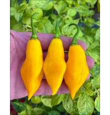 Santa Lucia Yellow Seasoning