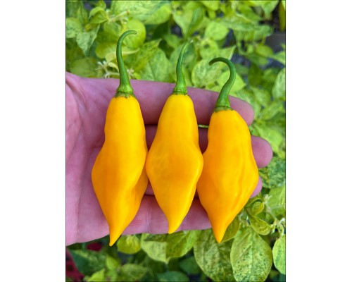 Santa Lucia Yellow Seasoning