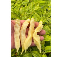 Bolivian Cream