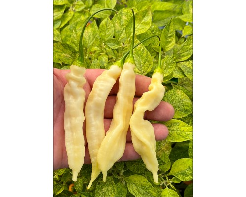 Bolivian Cream