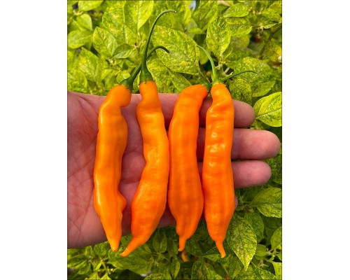Bolivian Orange