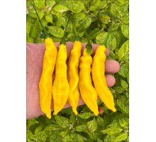 Bolivian Yellow