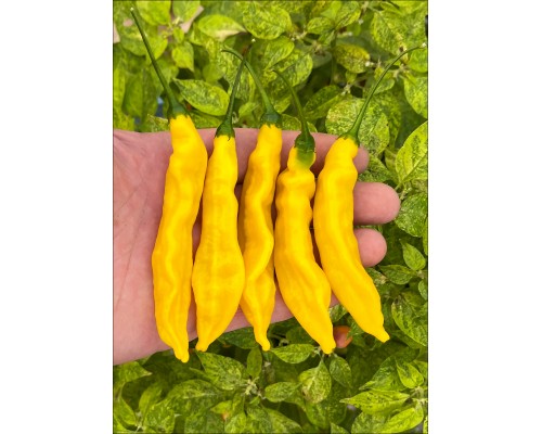 Bolivian Yellow