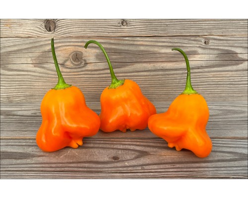 Aji Fantasy Orange