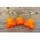 Aji Fantasy Orange