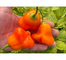 Aji Fantasy Orange