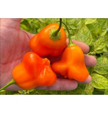 Aji Fantasy Orange