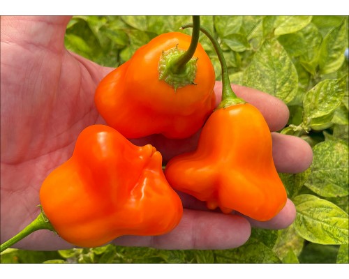 Aji Fantasy Orange
