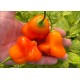 Aji Fantasy Orange