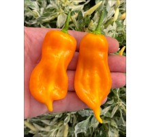 Aji Nemonien