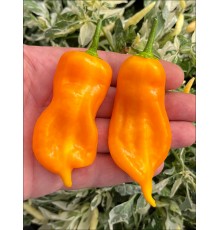 Aji Nemonien