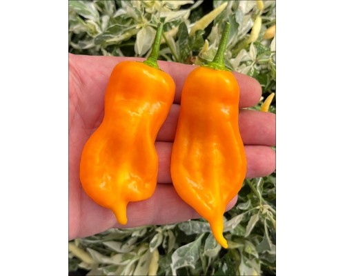 Aji Nemonien