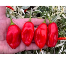 Aji Revras Red