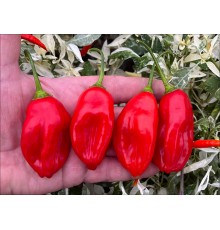 Aji Revras Red
