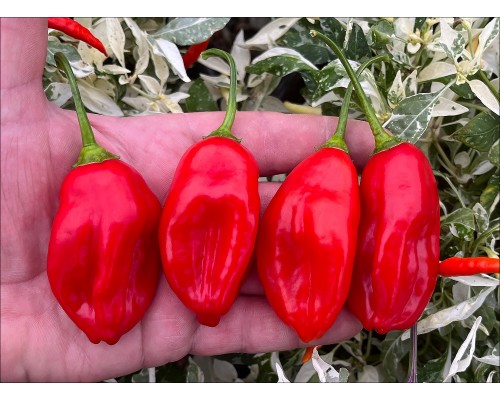 Aji Revras Red