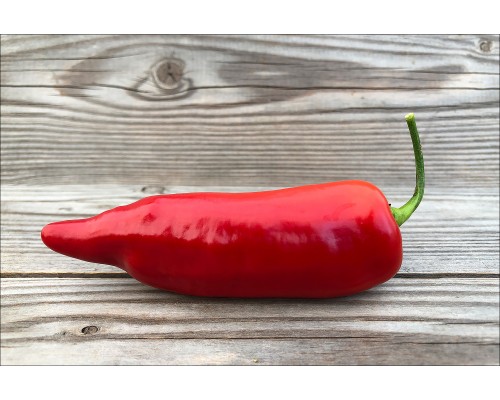 Aji Angelo
