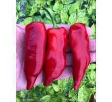 Aji Angelo
