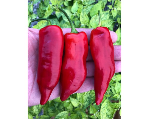 Aji Angelo