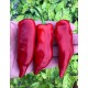 Aji Angelo