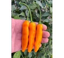 Aji Ahuachapan