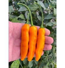 Aji Ahuachapan