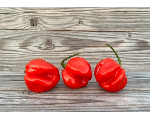Aji Rosita Dulce
