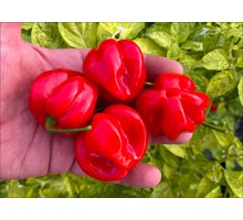 Aji Rosita Dulce