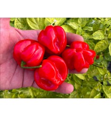 Aji Rosita Dulce