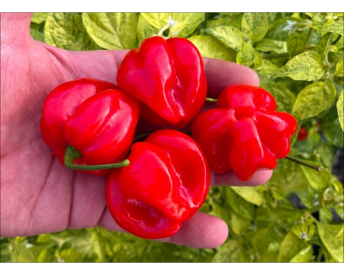 Aji Rosita Dulce