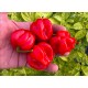 Aji Rosita Dulce