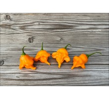 Bishop's Crown Orange