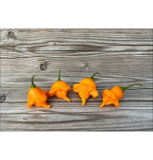 Bishop's Crown Orange