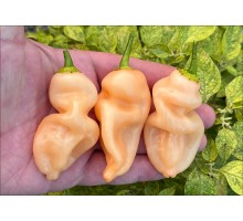 Aji Rooney Peach